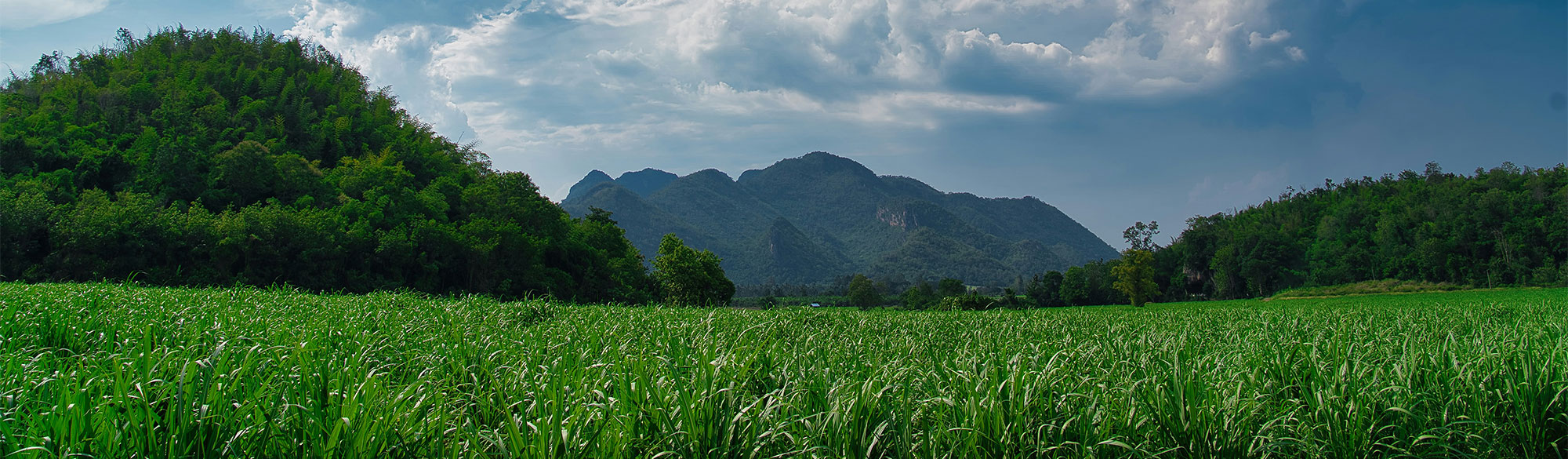 Field at daytime with clouds in the sky and mountains in the background covered with trees