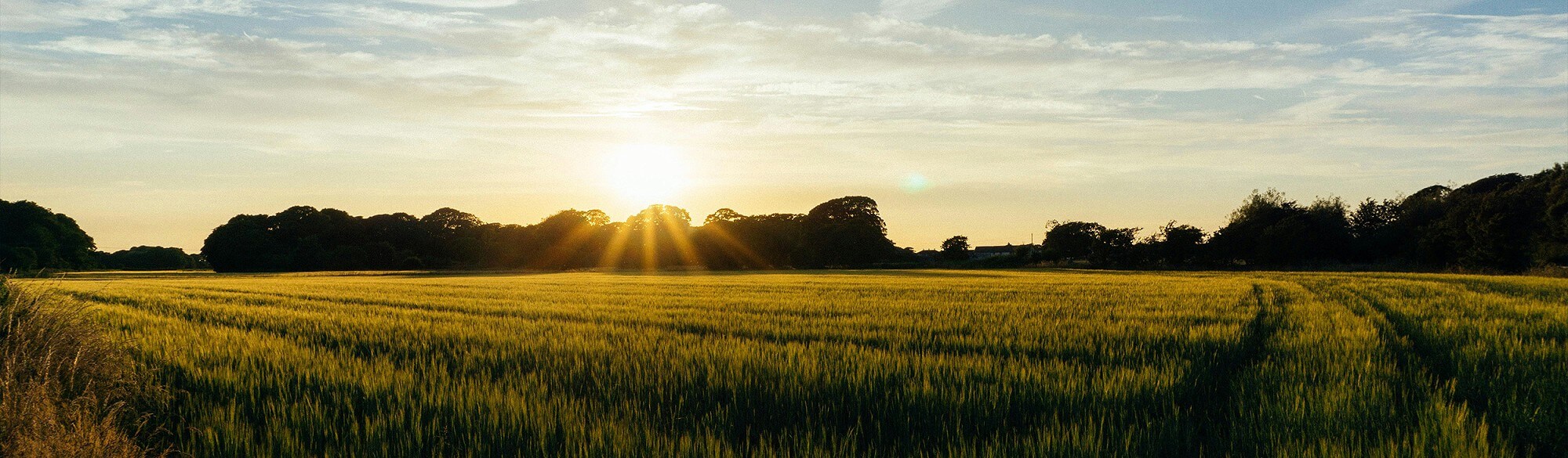 Field at sunset with trees in the background