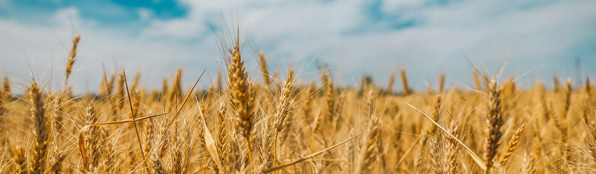 Wheat in a field during daytime with clouds in the sky