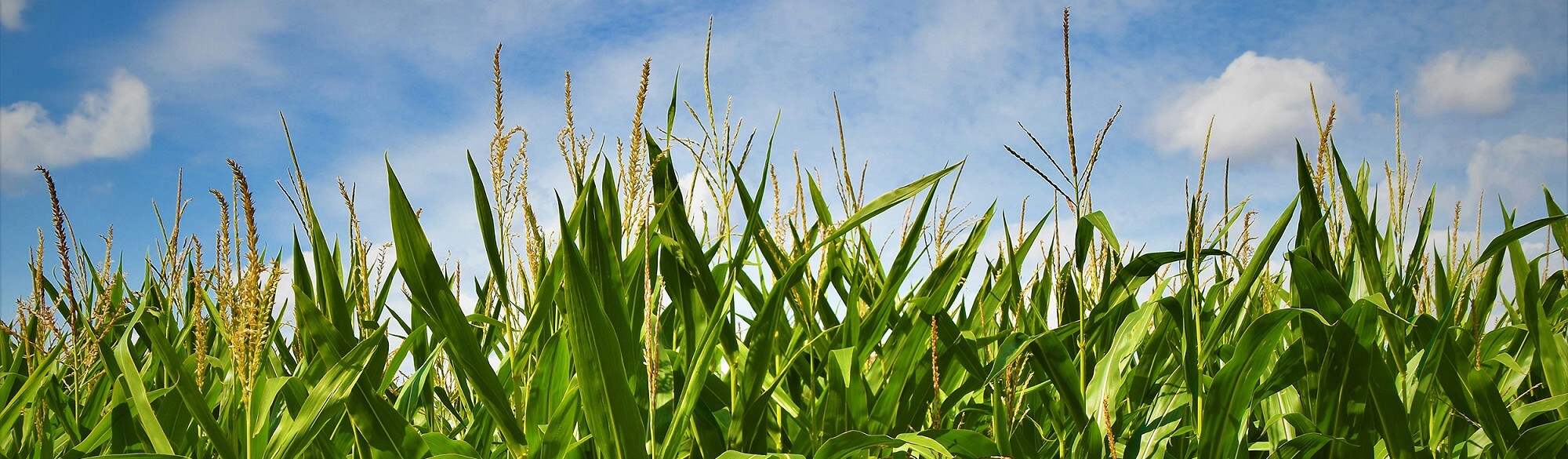 Low shot of a field on a bright but cloudy day
