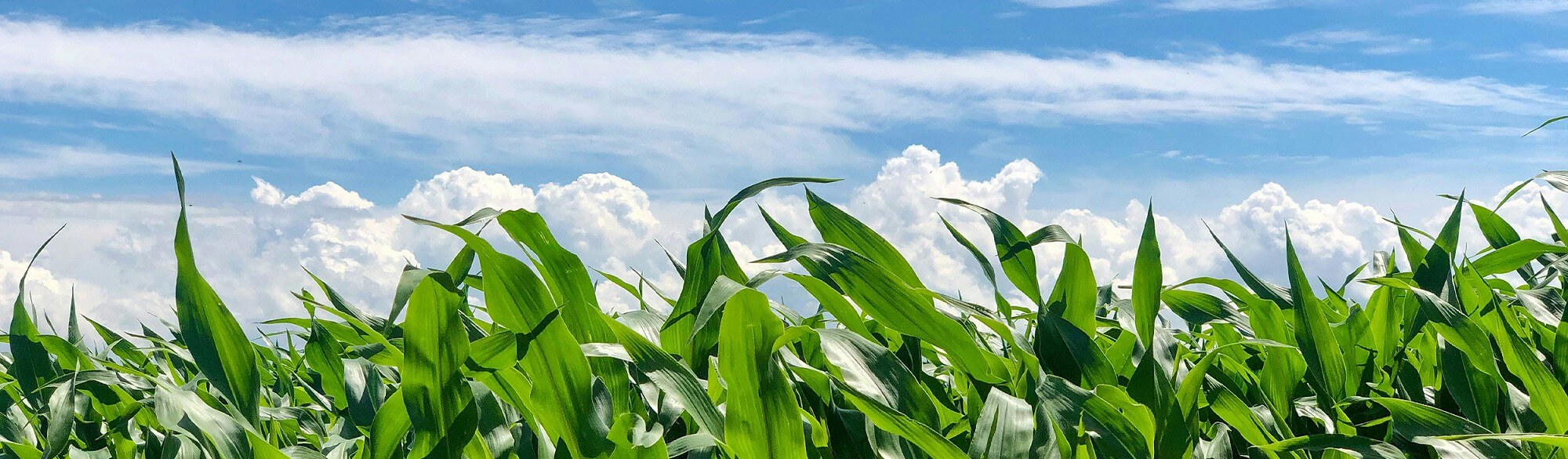 Low shot of a field on a bright but cloudy day